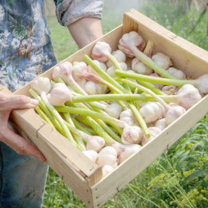 Agriculteur AJIS montrant sa récolte