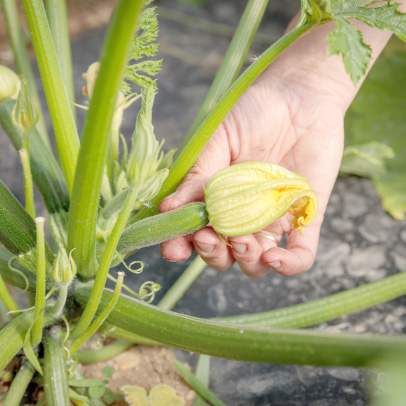 Jeune agriculteur AJIS avec sa production