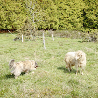 Mouton des Carpates sur l'exploitation agricole de Frank BENSON