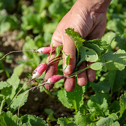 agriculteur récoltant des radis dans une serre