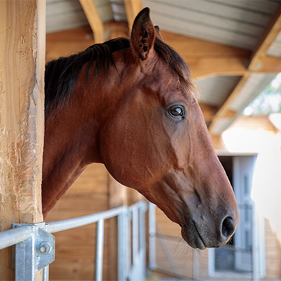 cheval dans une propriété équestre aidée par la Safer AuRA
