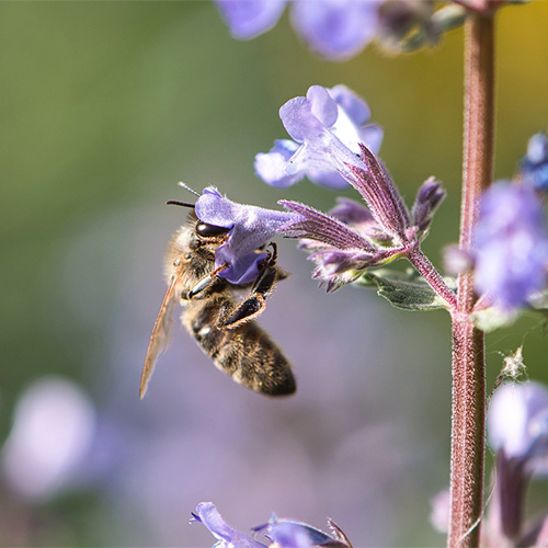 Abeilles butinant des fleurs