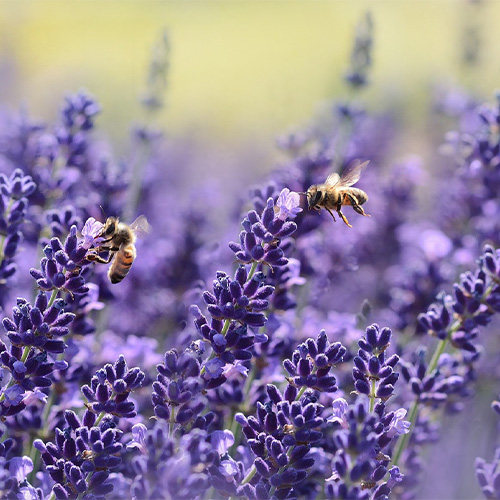 Abeilles butinant dans un champ de lavande