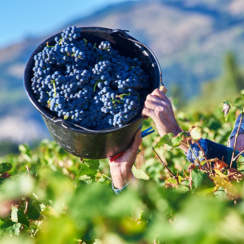 Vendanges sur le domaine Chave Père et fils