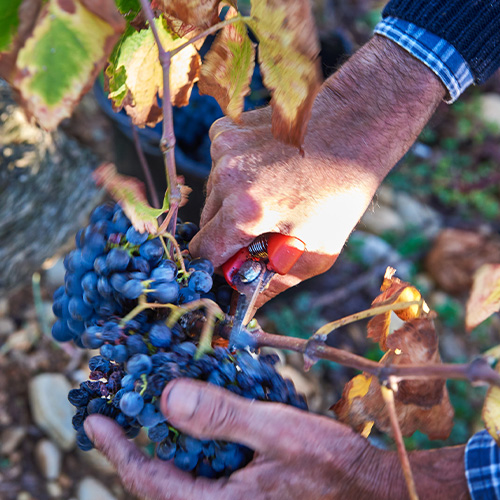 Récolte de la vigne sur le Domaine Chave Père & fils