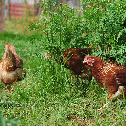 Poulets bios élevés en plein air