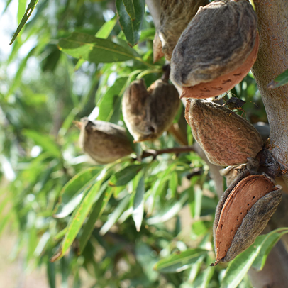 De belles amandes bio prêtes à être récolées par Thomas Honnoré