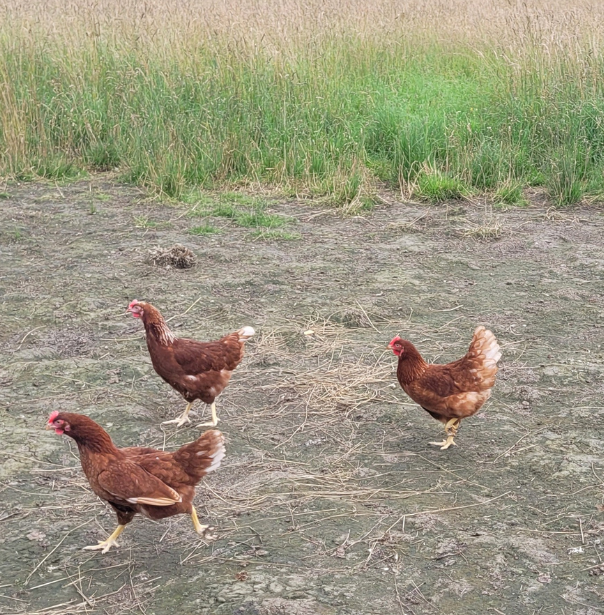 Poules pondeuses bio dans le Puy-de-Dôme (63)