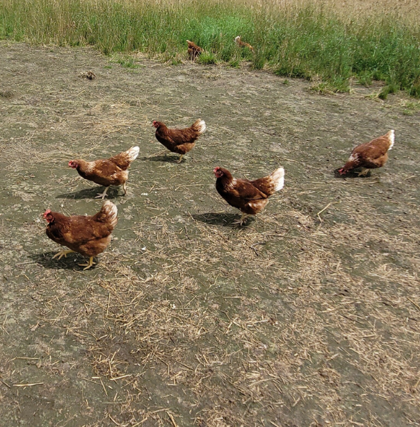 Poules pondeuses bio dans le Puy-de-Dôme (63)