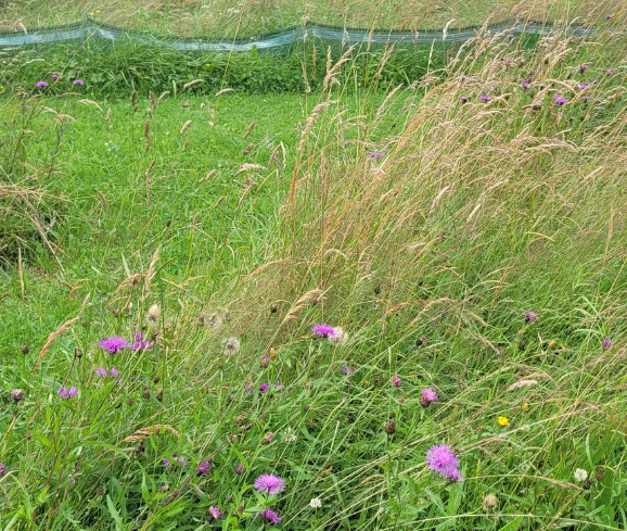 Parc à escargots dans les Combrailles (63)